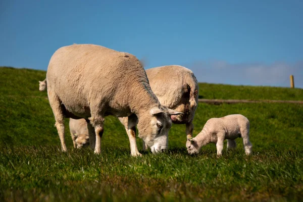 Ягнята і вівці на дамбі біля озера IJsselmeer, весняні краєвиди, Нідерланди Noordoostpolder Flevoland — стокове фото