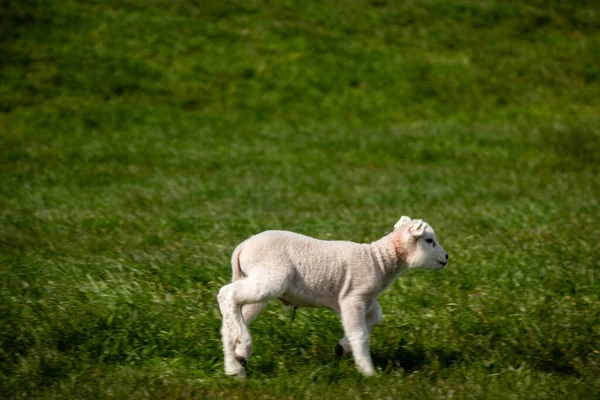 Jehňata a ovce na holandské hrázi u jezera Ithe Selmeer, Jarní výhledy, Nizozemsko Noordoostpolder Flevoland — Stock fotografie