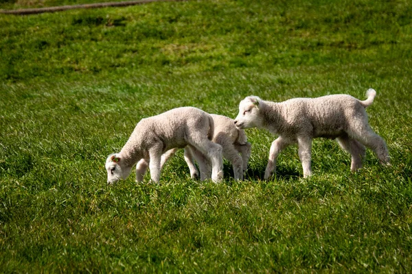 Corderos y ovejas en el dique holandés junto al lago IJsselmeer, Vistas de primavera, Países Bajos Noordoostpolder Flevoland —  Fotos de Stock