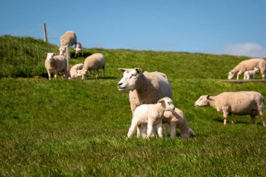 Hollanda Noordoostpolder Flevoland, Hollanda, IJsselmeer Gölü kıyısındaki hendekte kuzular ve koyunlar