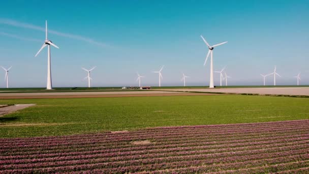 Éoliennes parc turbines, champ de fleurs de tulipe rouge aux Pays-Bas, moulin à vent avec des fleurs énergie verte — Video