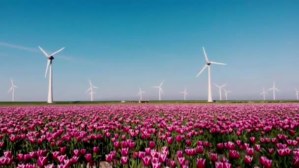 风车公园涡轮机，荷兰的红色郁金香花田，有绿色能源的风车 — 图库视频影像