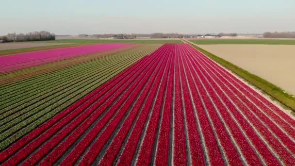Drone légi kilátás piros rózsaszín tulipán naplementekor, tulipán reszelék Hollandiában Noordoostpolder, gyönyörű naplemente színek tavaszi virágok — Stock videók