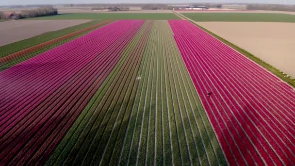 Drone légi kilátás piros rózsaszín tulipán naplementekor, tulipán reszelék Hollandiában Noordoostpolder, gyönyörű naplemente színek tavaszi virágok — Stock videók