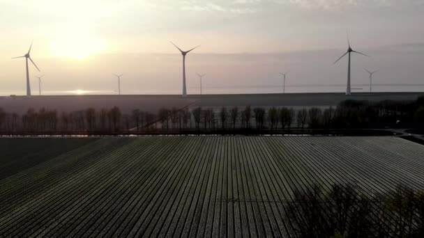 Windmill park turbines, red tulip flower field in the Netherlands, wind mill with flowers green energy — Stock Video