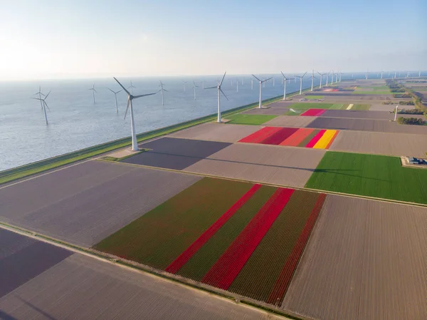 Drone voando sobre fazenda de moinho de vento com campos de tulipas coloridos nas terras baixas de Noordoostpolder, turbina de moinho de vento de energia verde no mar e na terra — Fotografia de Stock