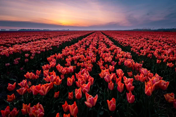 Champs de tulipes aux Pays-Bas avec sur le fond parc éolien dans l'océan Pays-Bas, tulipes hollandaises colorées — Photo