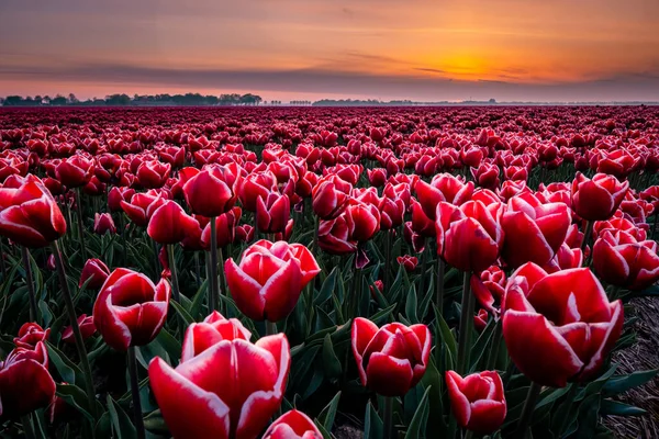 Tulpenfelder in den Niederlanden mit Windmühlenpark im Meer Niederlande, bunte holländische Tulpen — Stockfoto