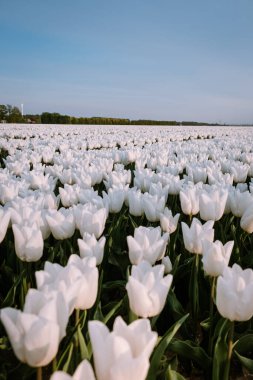 White tulip flower field during spring in the Netherlands Noordoostpolder, white spring tulip field clipart