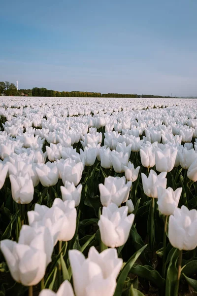 Hollanda 'da ilkbahar boyunca beyaz lale çiçeği tarlası Noordoostpolder, beyaz bahar lale tarlası — Stok fotoğraf