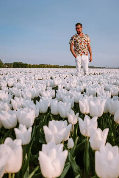 Pole kwiat tulipan biały wiosną w Holandii Noordoostpolder, pole tulipan biały wiosna — Zdjęcie stockowe