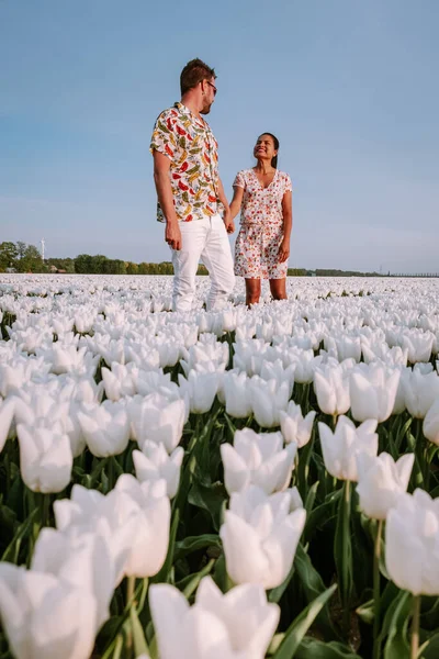 Hollanda 'da ilkbahar boyunca beyaz lale çiçeği tarlası Noordoostpolder, beyaz bahar lale tarlası — Stok fotoğraf