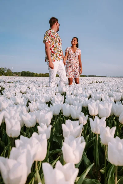 Hollanda 'da ilkbahar boyunca beyaz lale çiçeği tarlası Noordoostpolder, beyaz bahar lale tarlası — Stok fotoğraf