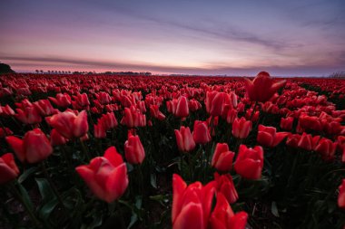 Hollanda 'daki lale çiçeği tarlası. Gün batımında Noordoostpolder. Alacakaranlık Flevolands, renkli lale çizgileri.