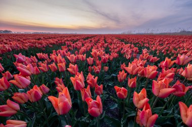 Hollanda 'daki lale çiçeği tarlası. Gün batımında Noordoostpolder. Alacakaranlık Flevolands, renkli lale çizgileri.