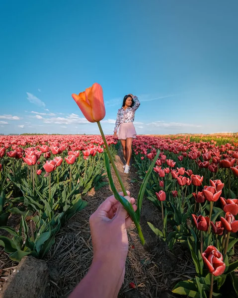 Çiçek tarlasında bir kadın, Hollanda 'da lale tarlasında genç bir kız açık güneşli bir bahar gününde — Stok fotoğraf