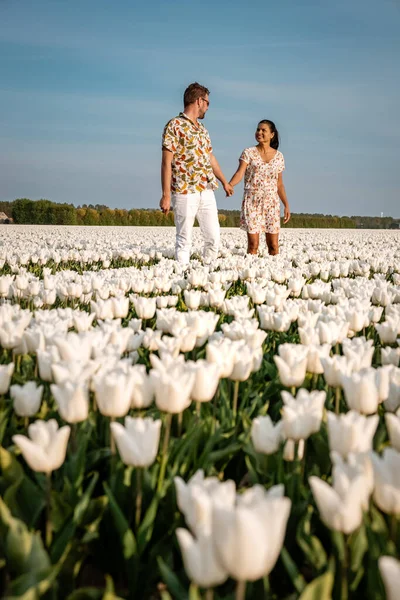 Wit tulpenbloemenveld in het voorjaar in Nederland Noordoostpolder, wit voorjaarstulpenveld — Stockfoto