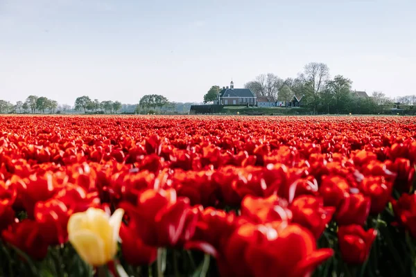 Hollanda 'nın eski adası Lale çiçekleri, Hollanda' nın bahar mevsiminde kırmızı laleler — Stok fotoğraf