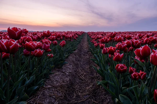 Tulpenblumenfeld in den Niederlanden Noordoostpolder bei Sonnenuntergang Dämmerung Flevolands, bunte Linien von Tulpen — Stockfoto