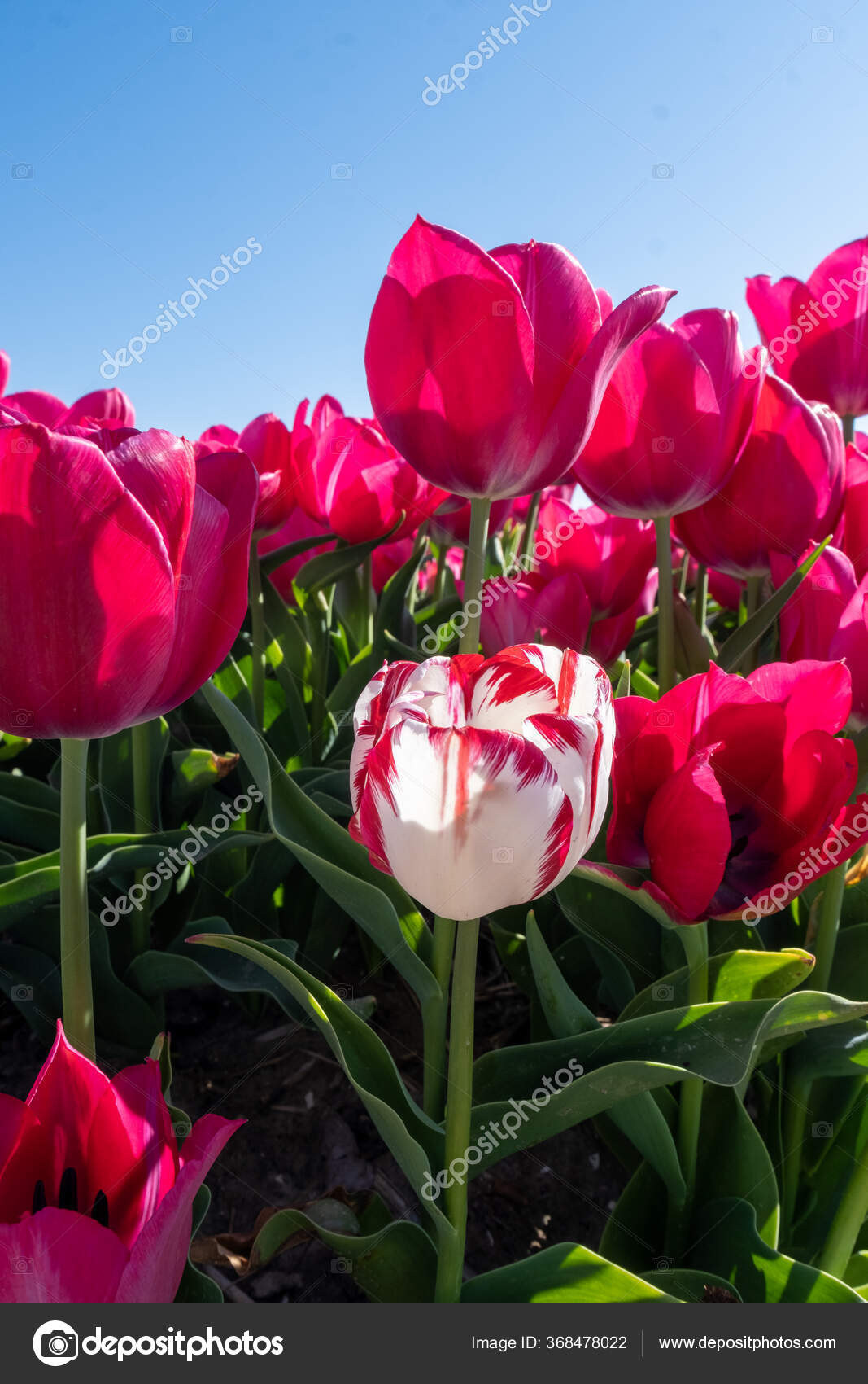 Fleurs De Tulipe Rouge Orange Champ De Fleurs Fraiches Dans Le Noordoostpolder Pays Bas Image Libre De Droit Par Fokkebok C