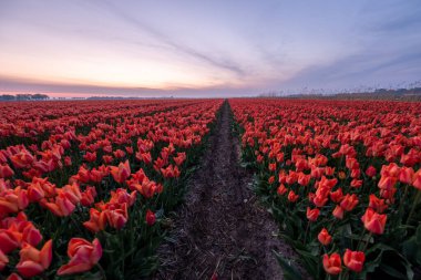 Hollanda 'daki lale çiçeği tarlası. Gün batımında Noordoostpolder. Alacakaranlık Flevolands, renkli lale çizgileri.