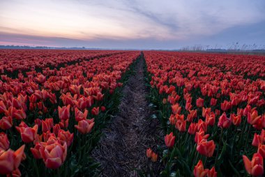 Hollanda 'daki lale çiçeği tarlası. Gün batımında Noordoostpolder. Alacakaranlık Flevolands, renkli lale çizgileri.