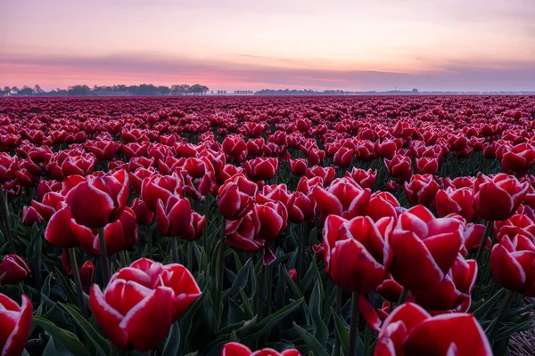Tulipán květinové pole v Nizozemsku Noordoostpolder během západu slunce soumraku Flevolands, barevné linie tulipánů — Stock fotografie