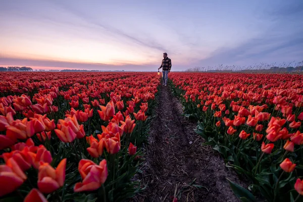 Junge Männer gehen in Blumenfeld Tulpenblumenfeld in den Niederlanden Noordoostpolder während Sonnenuntergang Dämmerung Flevolands, bunte Linien von Tulpen — Stockfoto