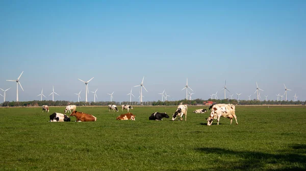 Holandské krávy na jaře v Nizozemsku s větrnými mlýny v oblasti Noordoostpolder Netherlands Flevoland — Stock fotografie