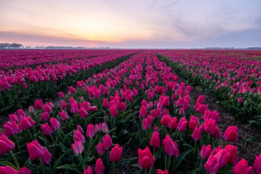 Hollanda 'daki lale çiçeği tarlası. Gün batımında Noordoostpolder. Alacakaranlık Flevolands, renkli lale çizgileri.