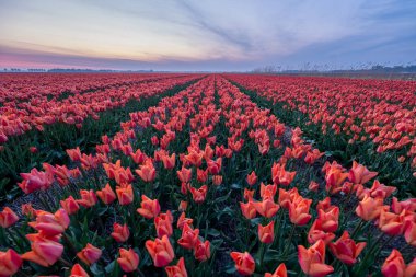 Hollanda 'daki lale çiçeği tarlası. Gün batımında Noordoostpolder. Alacakaranlık Flevolands, renkli lale çizgileri.
