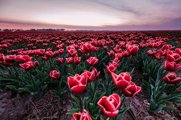 Tulipán květinové pole v Nizozemsku Noordoostpolder během západu slunce soumraku Flevolands, barevné linie tulipánů — Stock fotografie