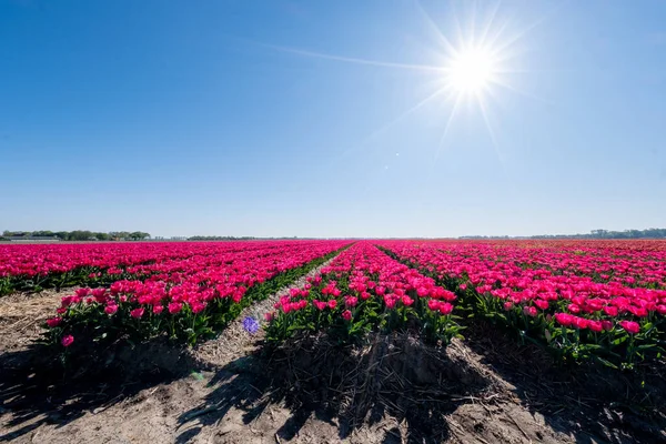 Rojo naranja tulipán flores, campo de flores frescas en el Noordoostpolder Países Bajos — Foto de Stock