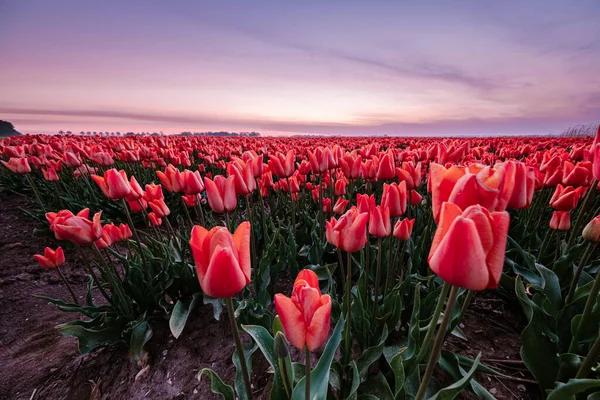 Tulipán květinové pole v Nizozemsku Noordoostpolder během západu slunce soumraku Flevolands, barevné linie tulipánů — Stock fotografie