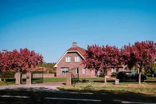 Cherry blossom tree in front of Dutch house in the Netherlands, Urk Netherlands April 2020 — Stock Photo, Image