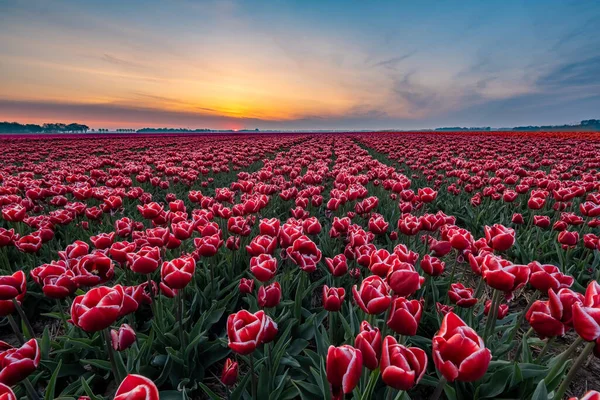 Tulipán květinové pole v Nizozemsku Noordoostpolder během západu slunce soumraku Flevolands, barevné linie tulipánů — Stock fotografie