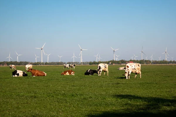 Holandské krávy na jaře v Nizozemsku s větrnými mlýny v oblasti Noordoostpolder Netherlands Flevoland — Stock fotografie