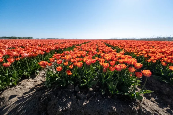 Noordoostpolder Hollanda 'da kırmızı turuncu lale çiçekleri, taze çiçek tarlası — Stok fotoğraf