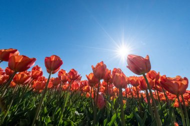Noordoostpolder Hollanda 'da kırmızı turuncu lale çiçekleri, taze çiçek tarlası