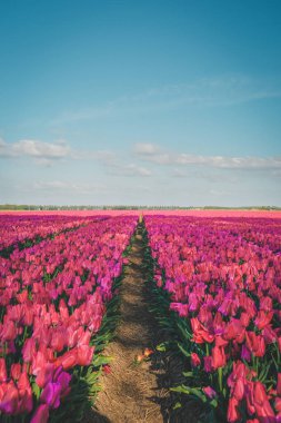 Hollanda 'daki lale çiçeği tarlası. Gün batımında Noordoostpolder. Alacakaranlık Flevolands, renkli lale çizgileri.