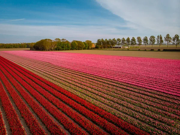 Campo de flores de tulipán en los Países Bajos Noordoostpolder durante el atardecer Flevolands, líneas coloridas de tulipanes — Foto de Stock