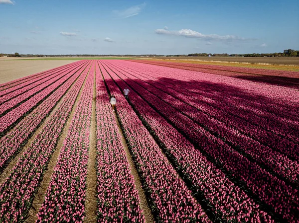 Pareja caminando en el campo de flores durante la primavera en los Países Bajos, niño y niña en el campo de tulipanes, hombres y mujeres en líneas de colores de flores en el Noordoostpolder Holanda — Foto de Stock