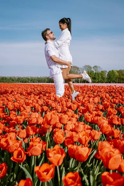 couple walking in flower field during Spring in the Netherlands, boy and girl in Tulip field, men and woman in colorful lines of flowers in the Noordoostpolder Holland