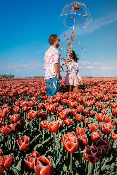 couple walking in flower field during Spring in the Netherlands, boy and girl in Tulip field, men and woman in colorful lines of flowers in the Noordoostpolder Holland