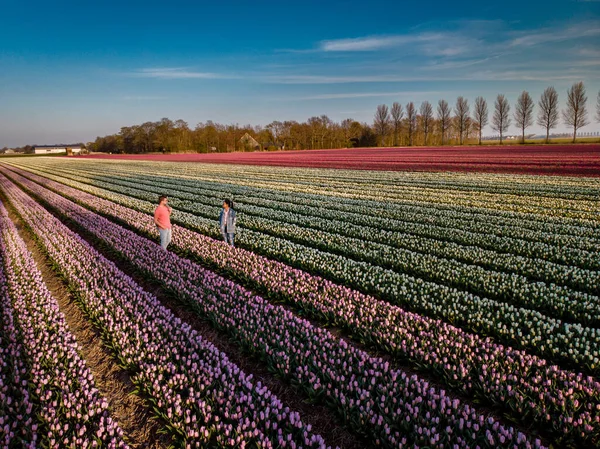 Vista del dron de la pareja en el campo de flores, campo de tulipanes durante la puesta del sol, hombres y mujeres caminando en el campo de tulipanes en los Países Bajos Noordoostpolder — Foto de Stock