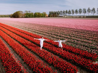 Baharda Hollanda 'da çiçek tarlasında bulunan çift erkek ve kadın Noordoostpolder Flevoland Hollanda yakınlarında turuncu kırmızı laleler, bahar akşamı güneşinde erkek ve kadın