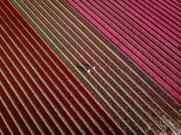 春のオランダの花畑で2人の男女、春の夜のオランダのNoordoostpolder Flevoland近くのオレンジ色の赤いチューリップ畑、男性と女性 — ストック写真