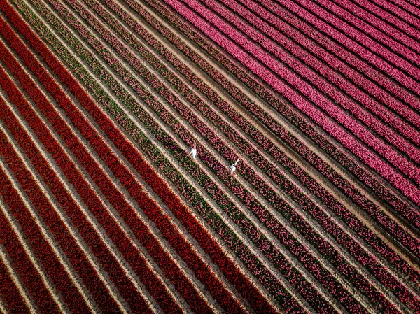 春のオランダの花畑で2人の男女、春の夜のオランダのNoordoostpolder Flevoland近くのオレンジ色の赤いチューリップ畑、男性と女性 — ストック写真