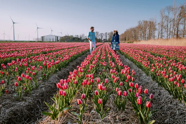 Hollanda Noordoostpolder Avrupa 'da günbatımında lale çiçeği tarlası, Hollanda' da çiçek tarlasında poz veren mutlu erkek ve kadın çifti — Stok fotoğraf