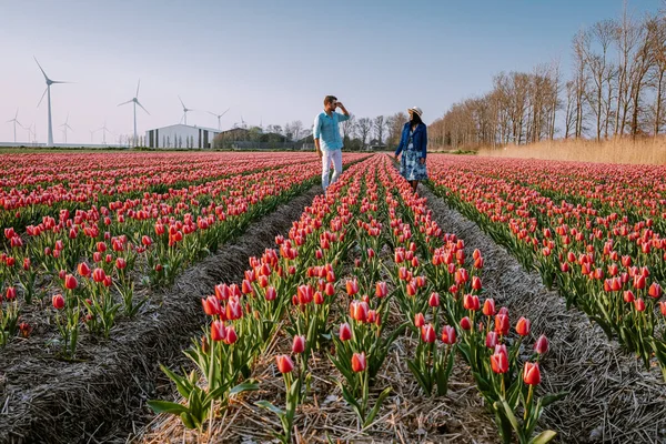 Tulpan blomma fält under solnedgången skymning i Nederländerna Noordoostpolder Europa, glada unga par män och kvinnor med klänning poserar i blomma fält i Nederländerna — Stockfoto